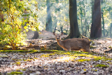 紅葉の奈良公園の鹿、太陽の光が美しい