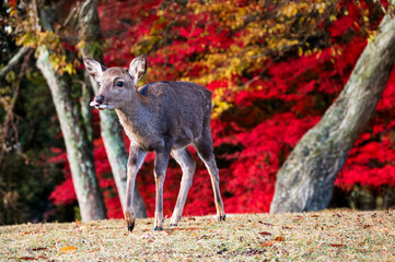 紅葉の奈良公園の鹿、紅葉が美しい