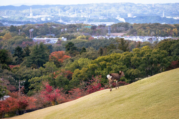 紅葉の奈良公園の鹿、町の景色、お寺と神社