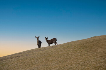紅葉の奈良公園の鹿、若草山の山頂