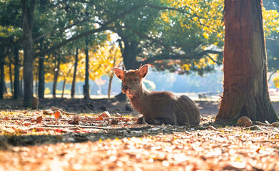 紅葉の奈良公園の鹿、太陽の光が美しい