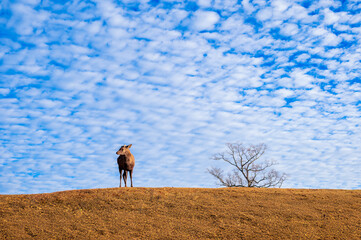 紅葉の奈良公園の鹿、太陽の光が美しい