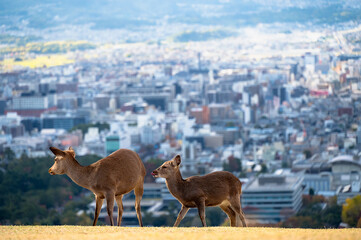 紅葉の奈良公園の鹿、若草山の山頂より見える奈良の景色