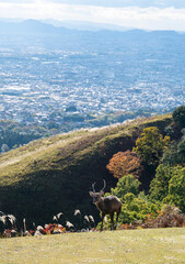 紅葉の奈良公園の鹿、若草山の山頂より見える奈良の景色