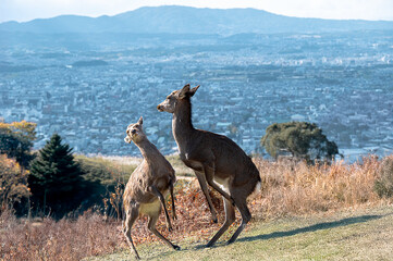 紅葉の奈良公園の鹿、若草山の山頂より見える奈良の景色