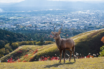 紅葉の奈良公園の鹿、若草山の山頂より見える奈良の景色