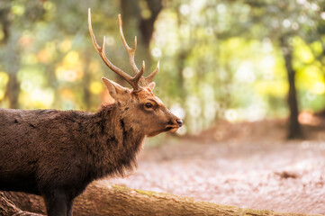 紅葉の奈良公園の鹿、角が勇ましい