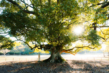 奈良公園のシンボルの木、太陽の光が零れてる