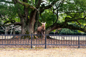 紅葉の奈良公園の鹿、策を越えてジャンプ