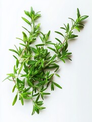 Obraz premium Sticker, a unique expressive fresh rosemary herb, romantic, magic, barocco style, unique and rare, tender and vibrant, white background 