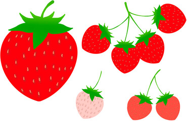 strawberry vector illustration