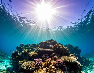 Coral Dreamscape