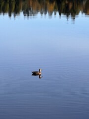 Scenic autumn lake with forest reflection in Finland
