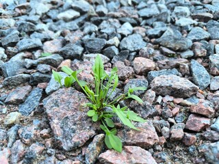 Green plant breaks through rubble. View from above. Concept of struggle
