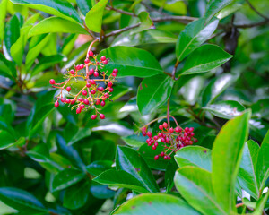 Close-up of the red fruit of the Leatherleaf Viburnum (Viburnum odoratissimum var. awabuki) tree growing in summer.
