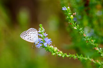Close-up photo of a Pale Grass Blue butterfly feeding on nectar from a purple wildflower blooming in spring.
