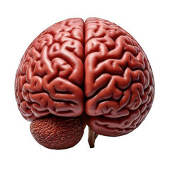 a close up of a brain isolated on white and transparent background