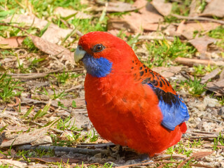 Crimson Rosella (Platycercus elegans) in Australia