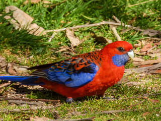 Crimson Rosella (Platycercus elegans) in Australia