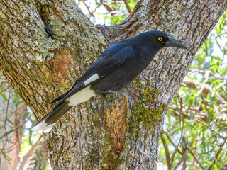 Pied Currawong (Strepera graculina) in Australia