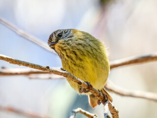 Striated Thornbill (Acanthiza lineata) in Australia