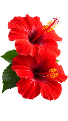 Two vibrant red hibiscus flowers with green leaves on a black background