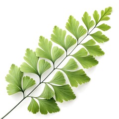 Maidenhair Fern Leaf Elegant Tropical Green Foliage with Fine Feather-Like Fronds and Soft Lacy Texture Highlighting Exotic Freshness and Natural Beauty on White Background