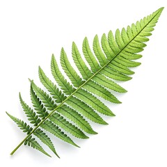 Sword Fern Leaf Elegant Tropical Green Foliage with Long Narrow Fronds and Bold Vein Texture Highlighting Exotic Freshness and Natural Beauty on White Background
