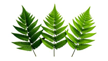 Three vibrant green fern fronds, detailed and symmetrical, against a black background