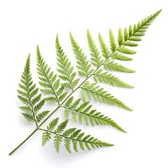 Asparagus Fern Leaf Delicate Tropical Green Foliage with Fine Needle-Like Textures and Soft Airy Form Highlighting Exotic Freshness and Natural Elegance on White Background