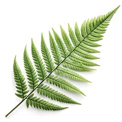 Kimberley Queen Sword Fern Leaf Elegant Tropical Green Foliage with Upright Sword-Like Fronds and Distinct Vein Texture Radiating Exotic Freshness on White Background