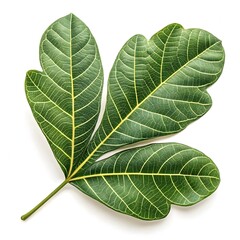 Akee Tree Leaf Vibrant Tropical Green Foliage with Smooth Oval Leaflets and Prominent Vein Texture Radiating Exotic Freshness and Natural Elegance on White Background