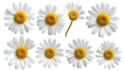 Nine white daisies, yellow centers, detailed petals, one slightly different