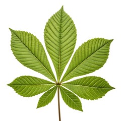 Buckeye Leaf Classic Tropical Green Foliage with Palmately Compound Leaflets and Prominent Vein Texture Highlighting Natural Freshness and Exotic Elegance on White Background