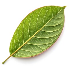 Bush Willow Leaf Elegant Tropical Green Foliage with Slim Elongated Blades and Prominent Vein Texture Highlighting Exotic Freshness and Natural Charm on White Background