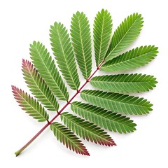 Fairy Duster Leaf Delicate Tropical Green Beauty with Fine Oval Leaflets and Soft Veined Texture Radiating Exotic Freshness and Natural Elegance on White Background