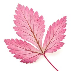 Pink Fairy Duster Leaf Delicate Tropical Green Foliage with Fine Oval Leaflets and Elegant Vein Texture Highlighting Exotic Freshness and Natural Beauty on White Background