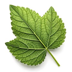 Dwarf Powder Puff Leaf Charming Tropical Green Foliage with Neat Oval Leaflets and Fine Vein Texture Radiating Natural Freshness and Exotic Elegance on White Background