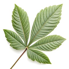 Powder Puff Tree Leaf Elegant Tropical Green Beauty with Smooth Oval Leaflets and Defined Vein Texture Highlighting Exotic Freshness and Natural Grace on White Background