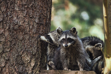 Raccoon Wild Wildlife Cute Animal 