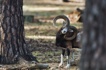 Mouflon Wild Wildlife Cute Animal