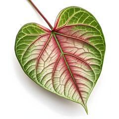 Bleeding Heart Vine Leaf Graceful Tropical Green Beauty with Smooth Oval Shape and Defined Vein Texture Radiating Natural Freshness and Exotic Elegance on White Background
