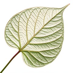 Pagoda Flower Leaf Elegant Tropical Green Beauty with Broad Smooth Surface and Prominent Vein Texture Showcasing Natural Freshness and Exotic Charm on White Background