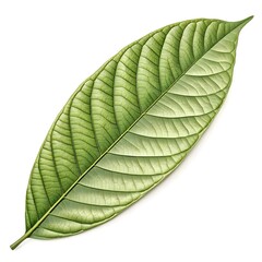 Cocoa Tree Leaf Lush Tropical Green Beauty with Elongated Shape and Prominent Vein Texture Reflecting Exotic Freshness and Natural Elegance on White Background