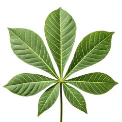 Peanut Tree Leaf Glossy Tropical Green Elegance with Smooth Oval Blades and Prominent Veined Texture Highlighting Exotic Freshness and Natural Beauty on White Background