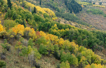 autumn forest in the mountains