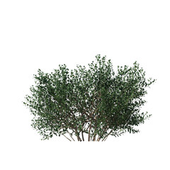 Ilex glabra (Inkberry Holly) Evergreen Shrub Isolated on Transparent Background