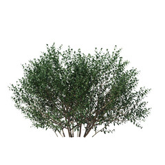 Ilex glabra (Inkberry Holly) Evergreen Shrub Isolated on Transparent Background
