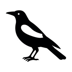 Silhouette of a black and white magpie bird standing on a white background