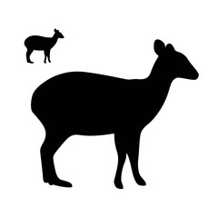 Silhouette of a graceful dik dik antelope standing and a smaller one in the background